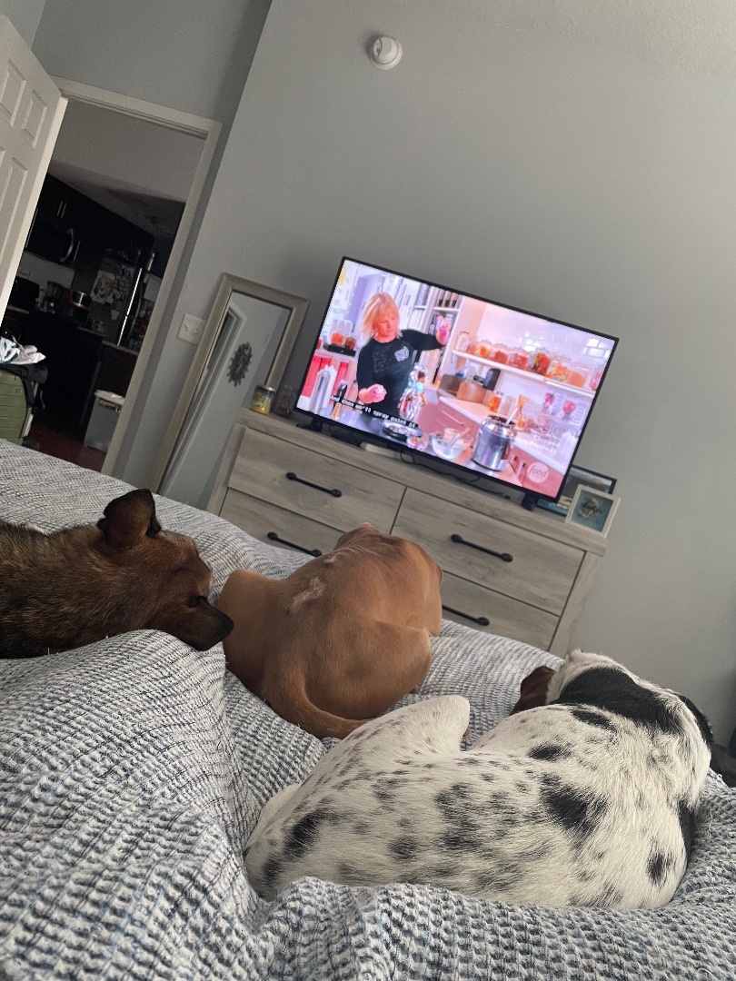 Enlarge Dusty, a Adoptable mixed breed in Palm springs, FL image 2/12