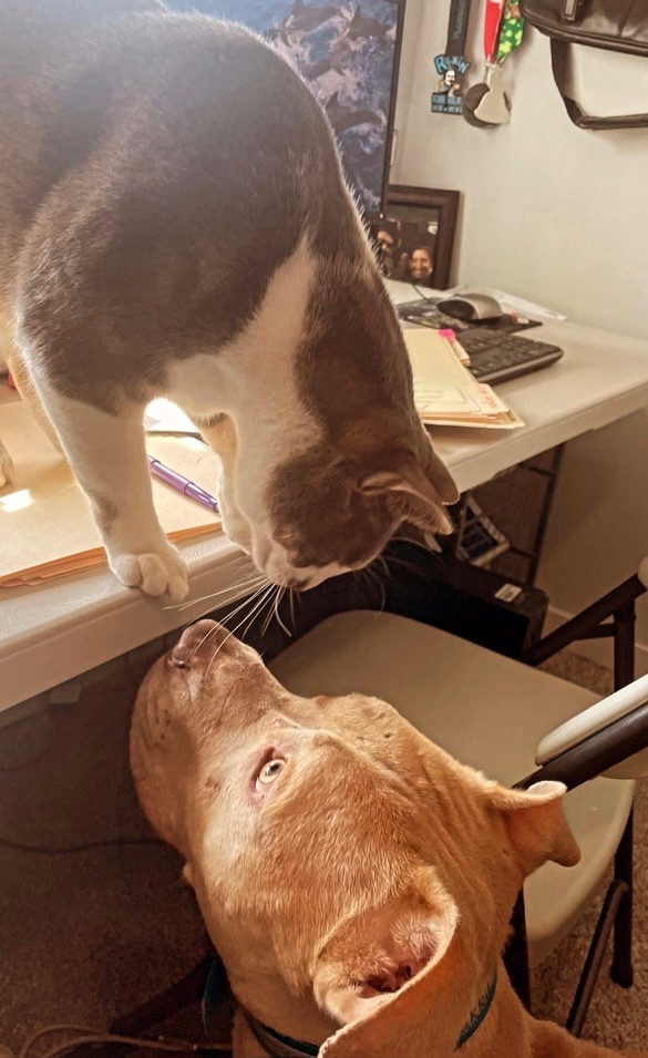 Enlarge Dusty, a Adoptable mixed breed in Palm springs, FL image 3/12