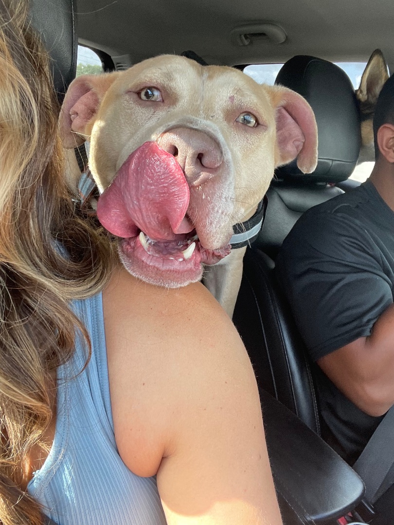 Enlarge Dusty, a Adoptable mixed breed in Palm springs, FL image 4/12