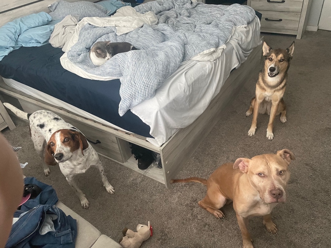 Enlarge Dusty, a Adoptable mixed breed in Palm springs, FL image 5/12