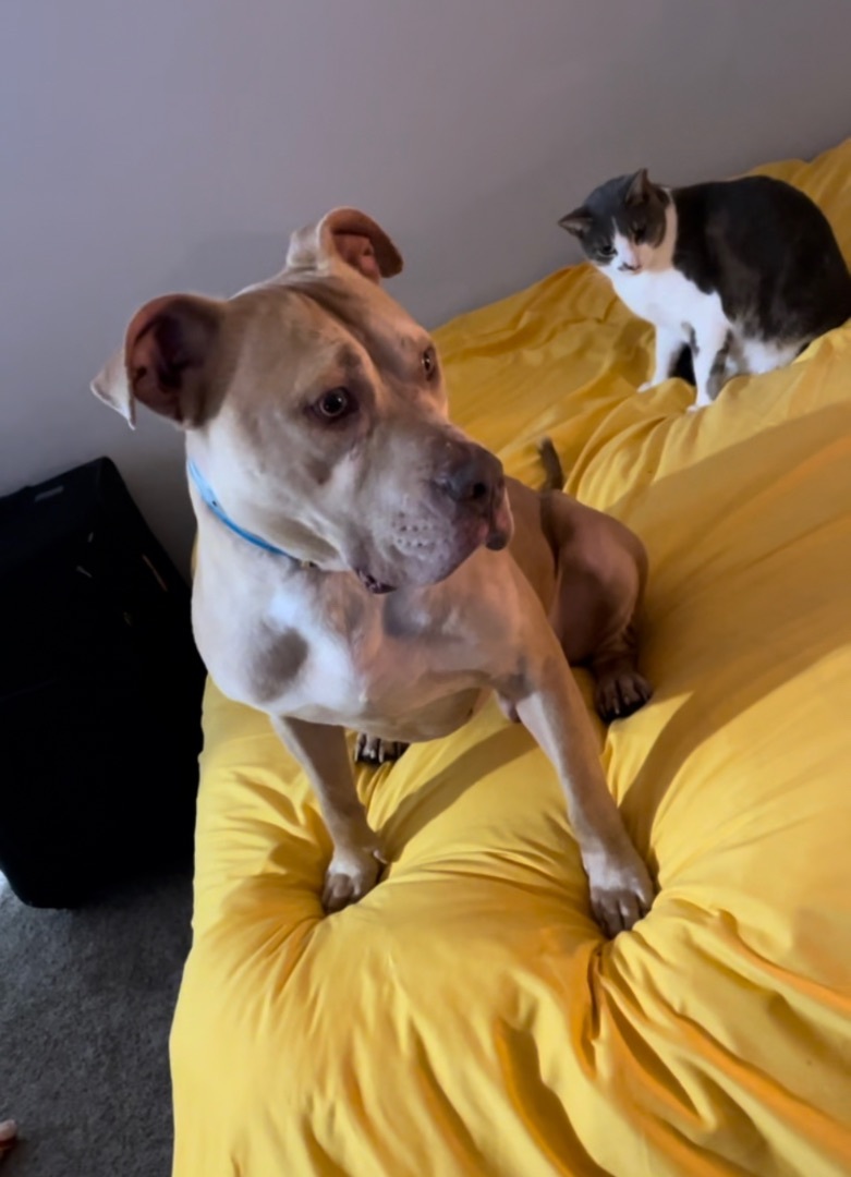 Enlarge Dusty, a Adoptable mixed breed in Palm springs, FL image 6/12