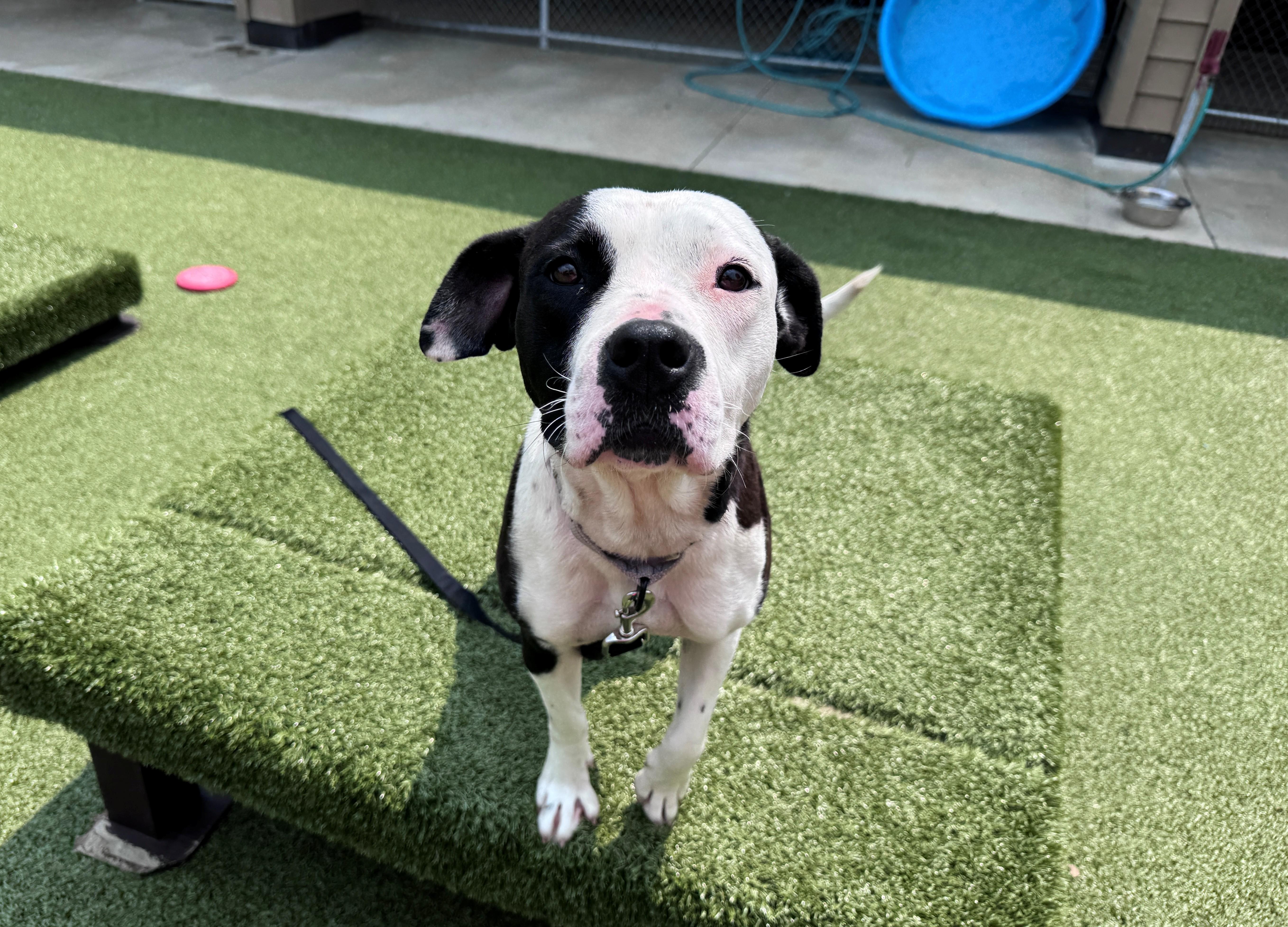 Bella, a ADOPTABLE Pit Bull Terrier in Hackensack, MN image 3/5