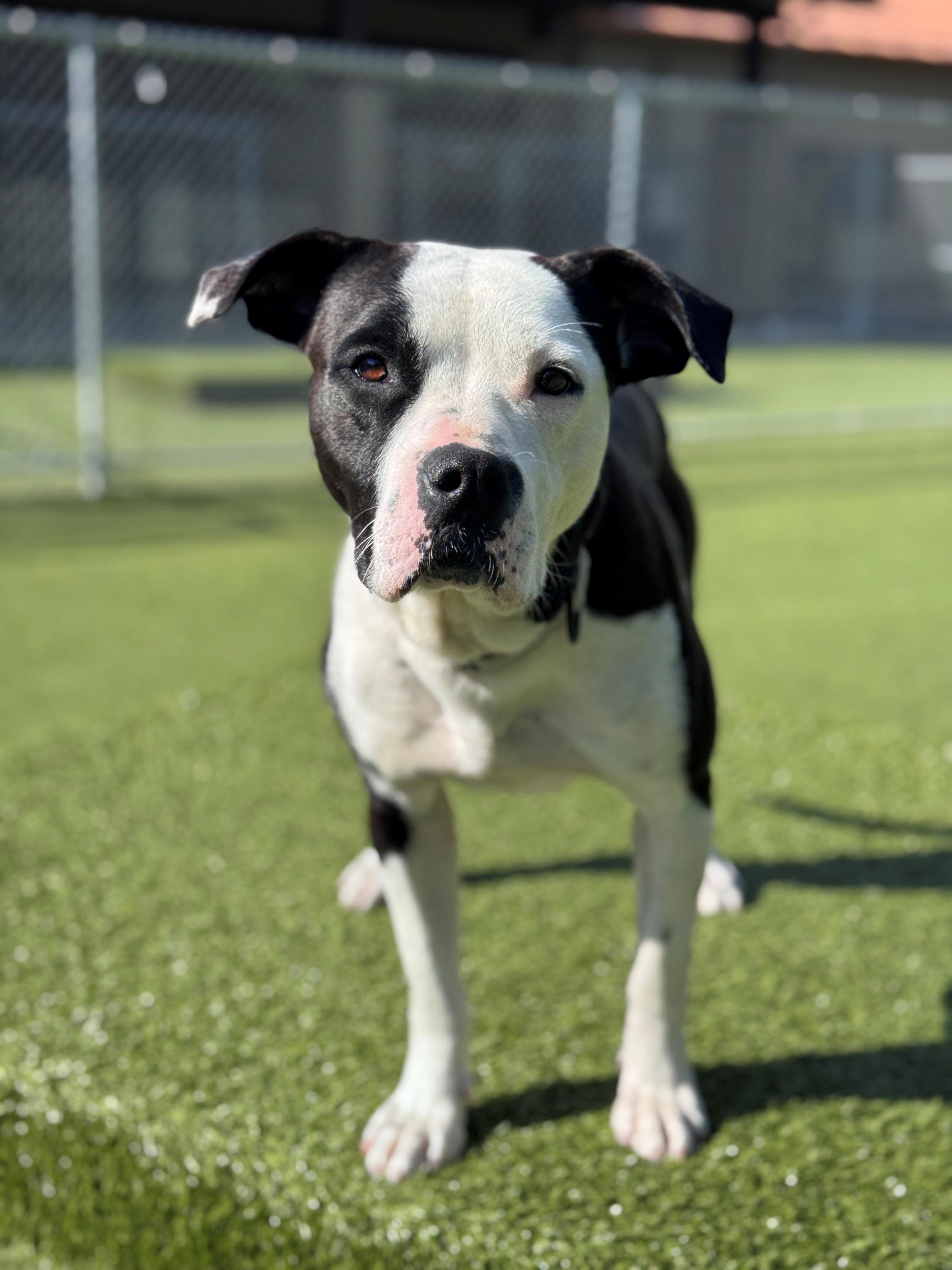 Bella, ADOPTABLE, Young Female Pit Bull Terrier.