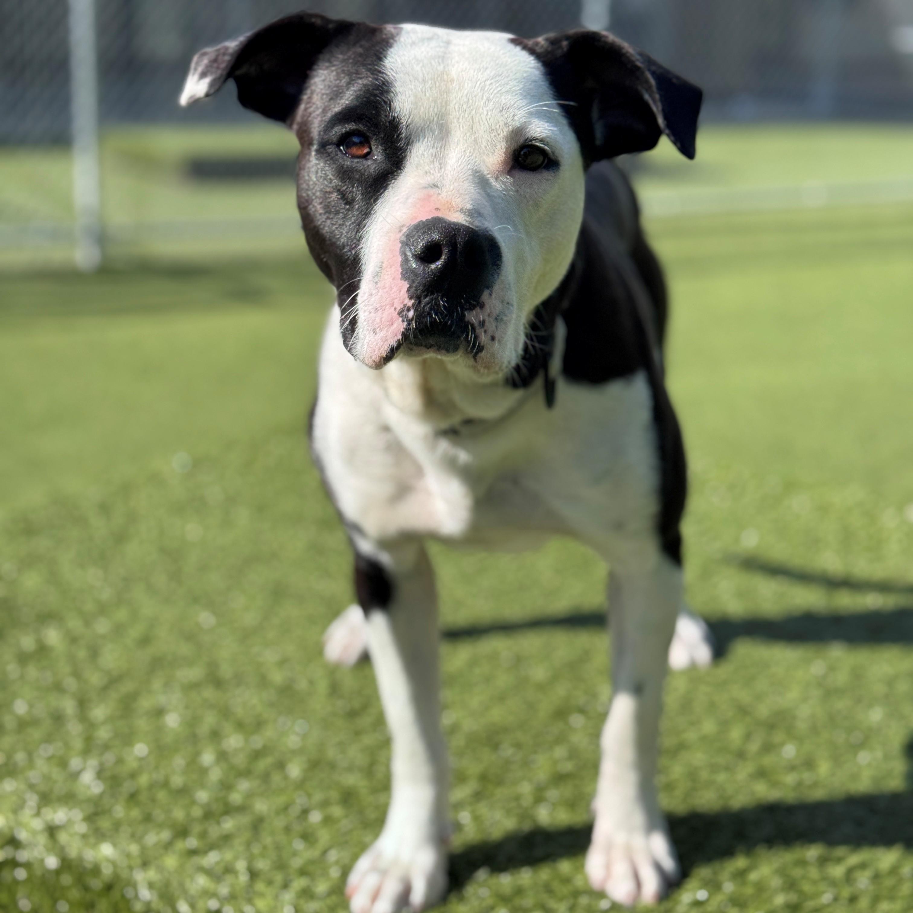 Enlarge Bella, a Adoptable Pit Bull Terrier in Hackensack, MN image 1/6