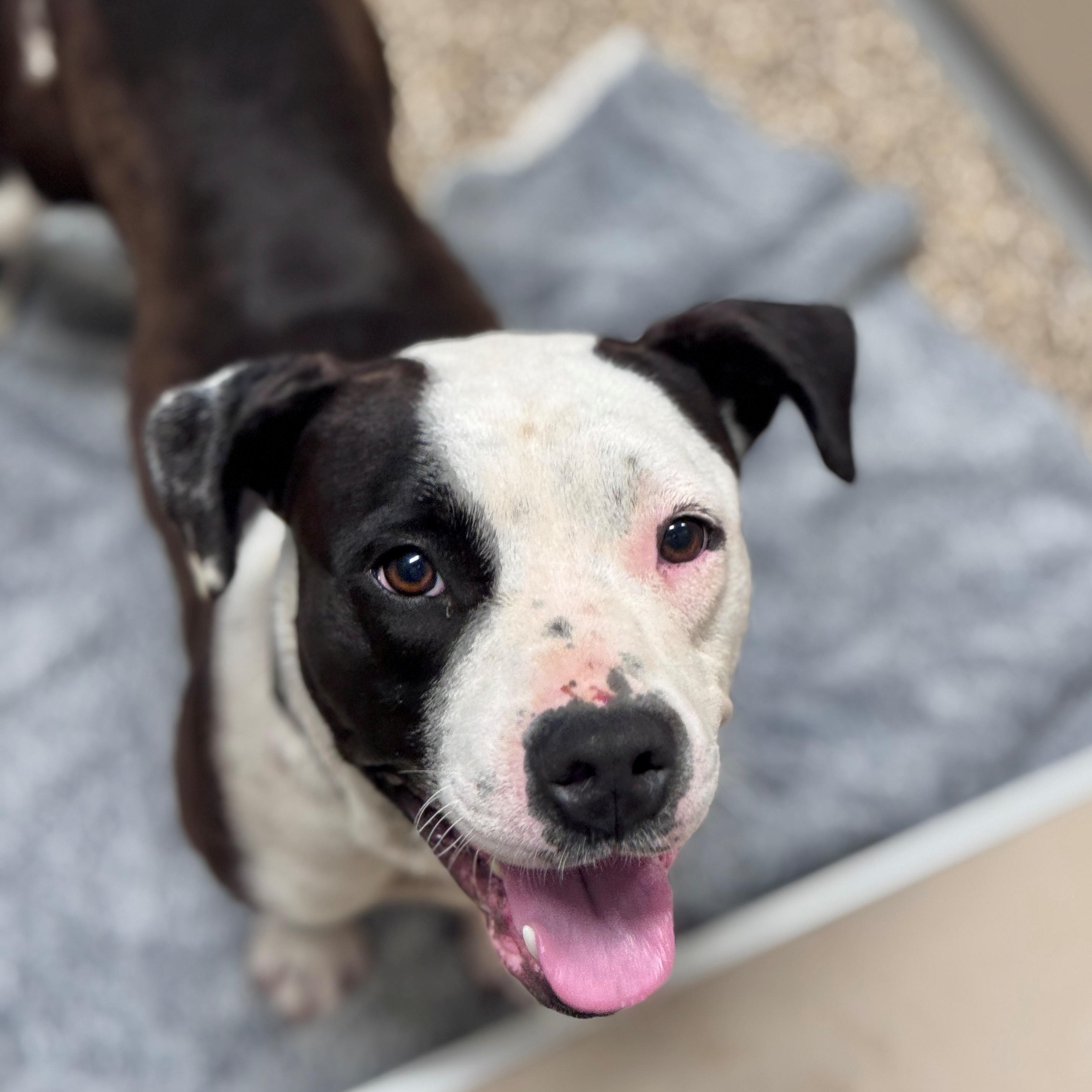 Enlarge Bella, a Adoptable Pit Bull Terrier in Hackensack, MN image 4/6