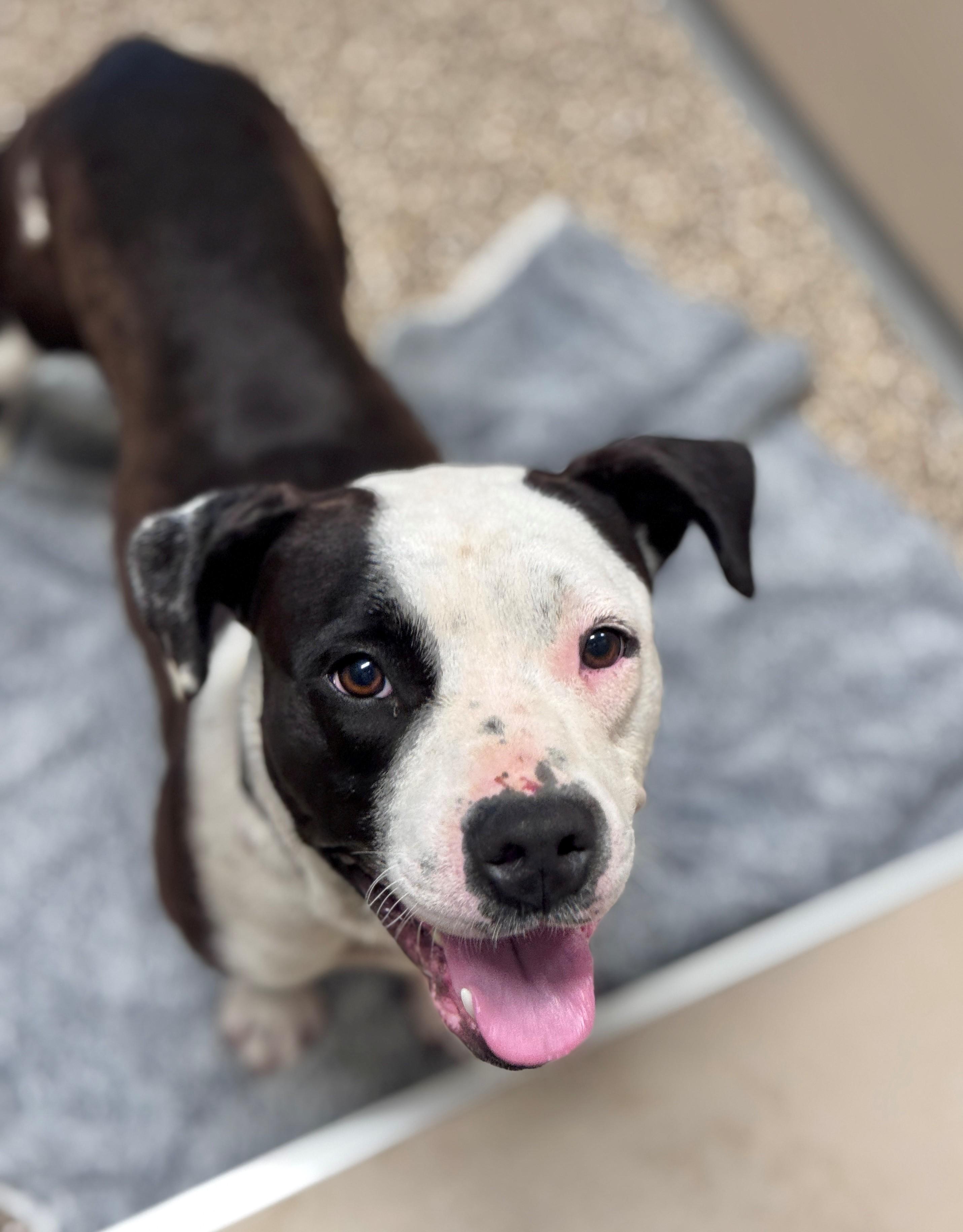 Bella, a ADOPTABLE Pit Bull Terrier in Hackensack, MN image 2/5