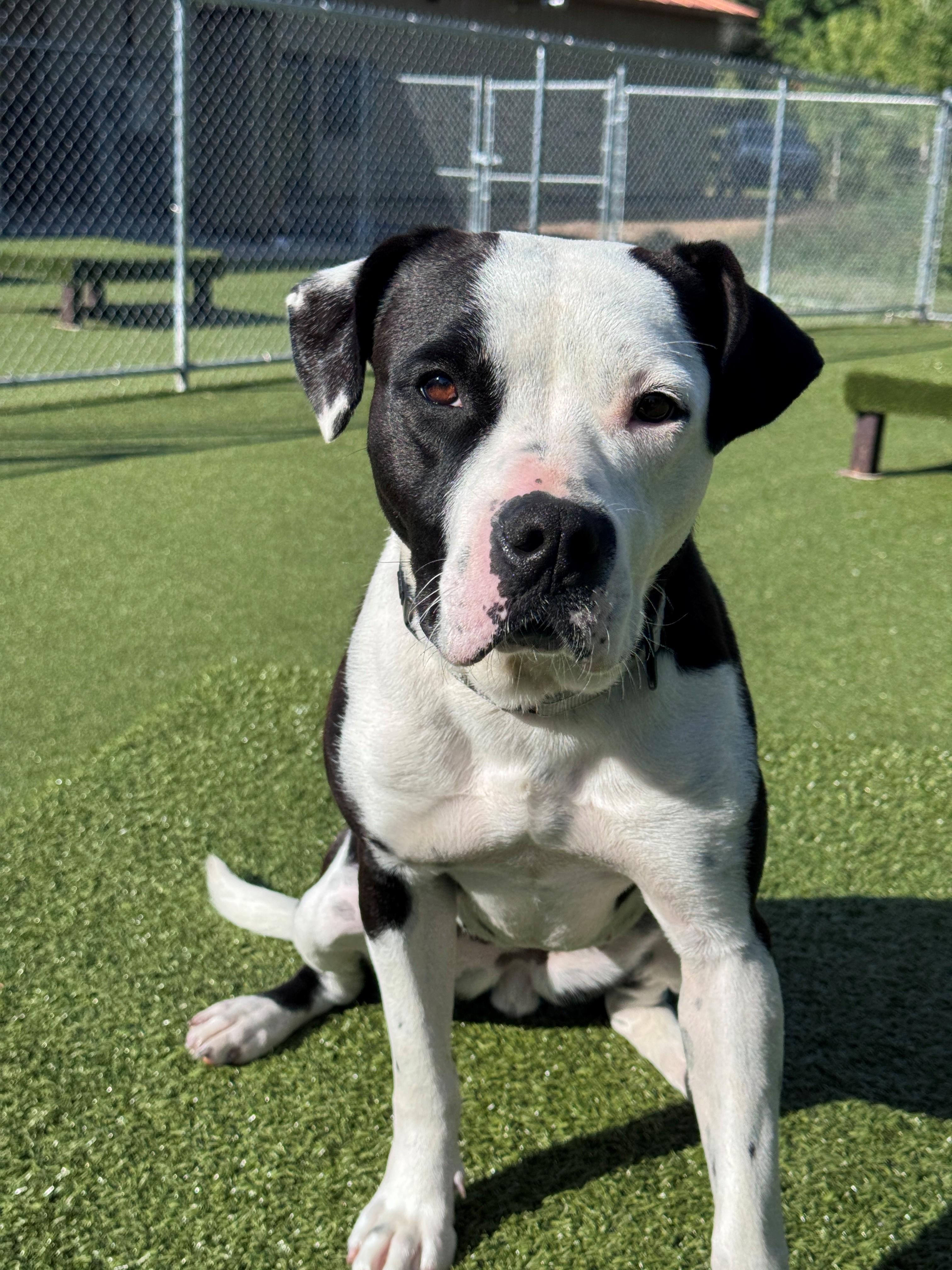 Enlarge Bella, a ADOPTABLE Pit Bull Terrier in Hackensack, MN image 5/6