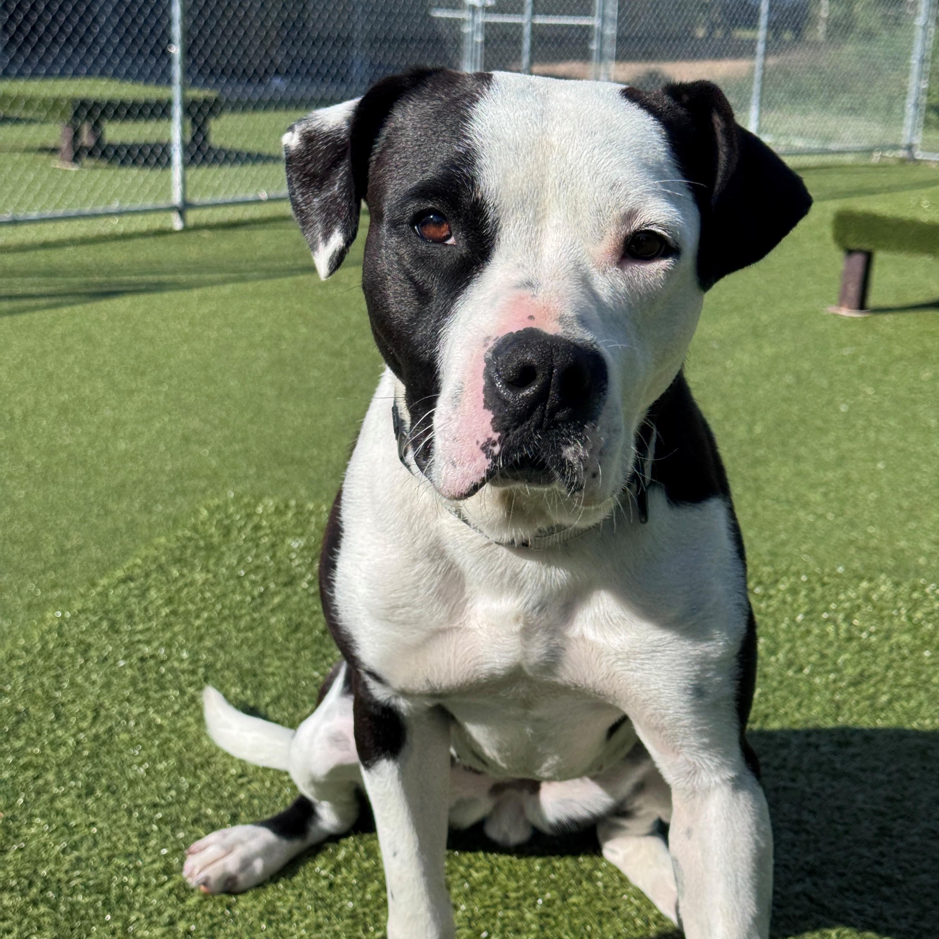 Enlarge Bella, a Adoptable Pit Bull Terrier in Hackensack, MN image 5/6