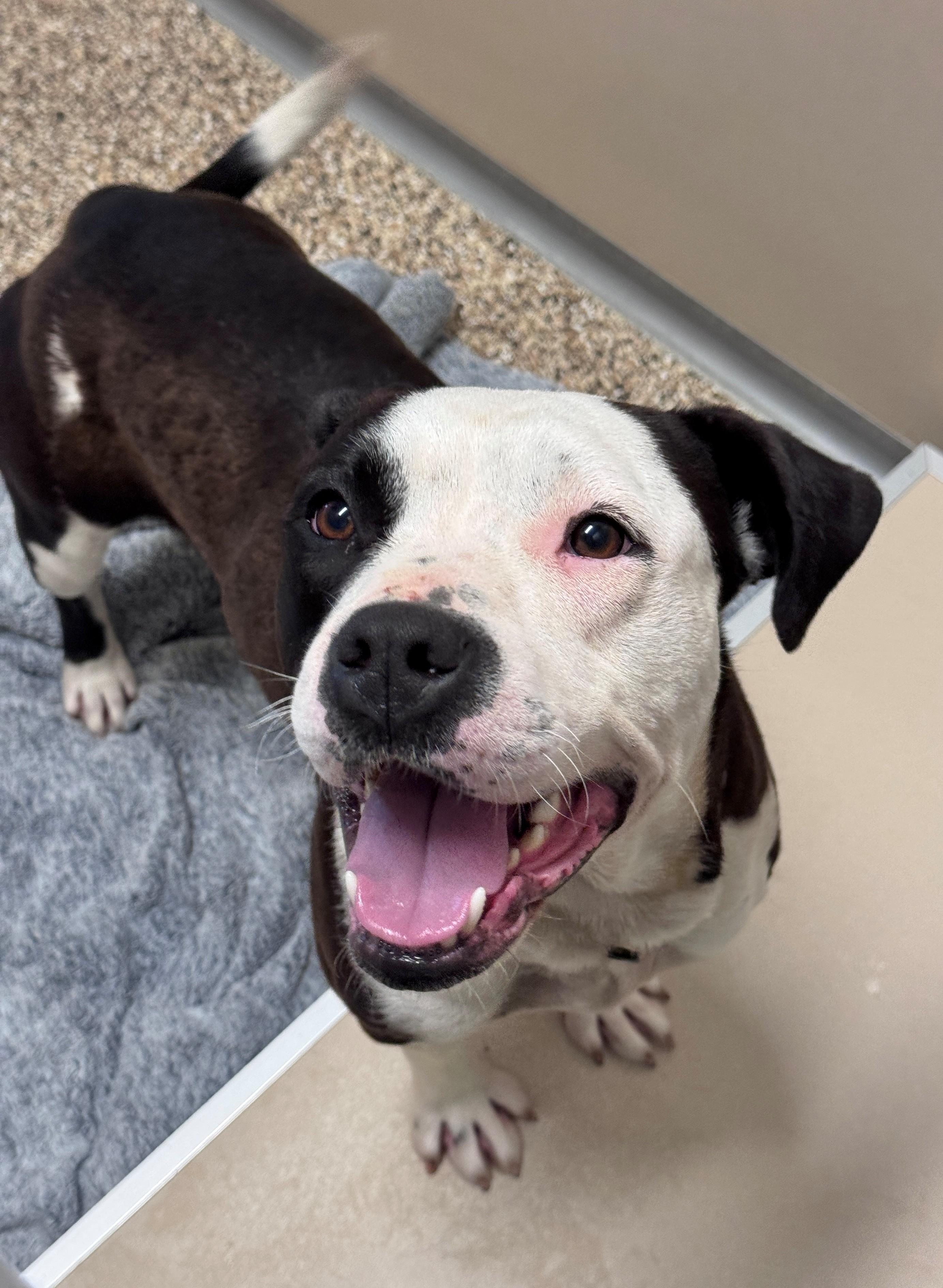 Bella, a ADOPTABLE Pit Bull Terrier in Hackensack, MN image 4/5
