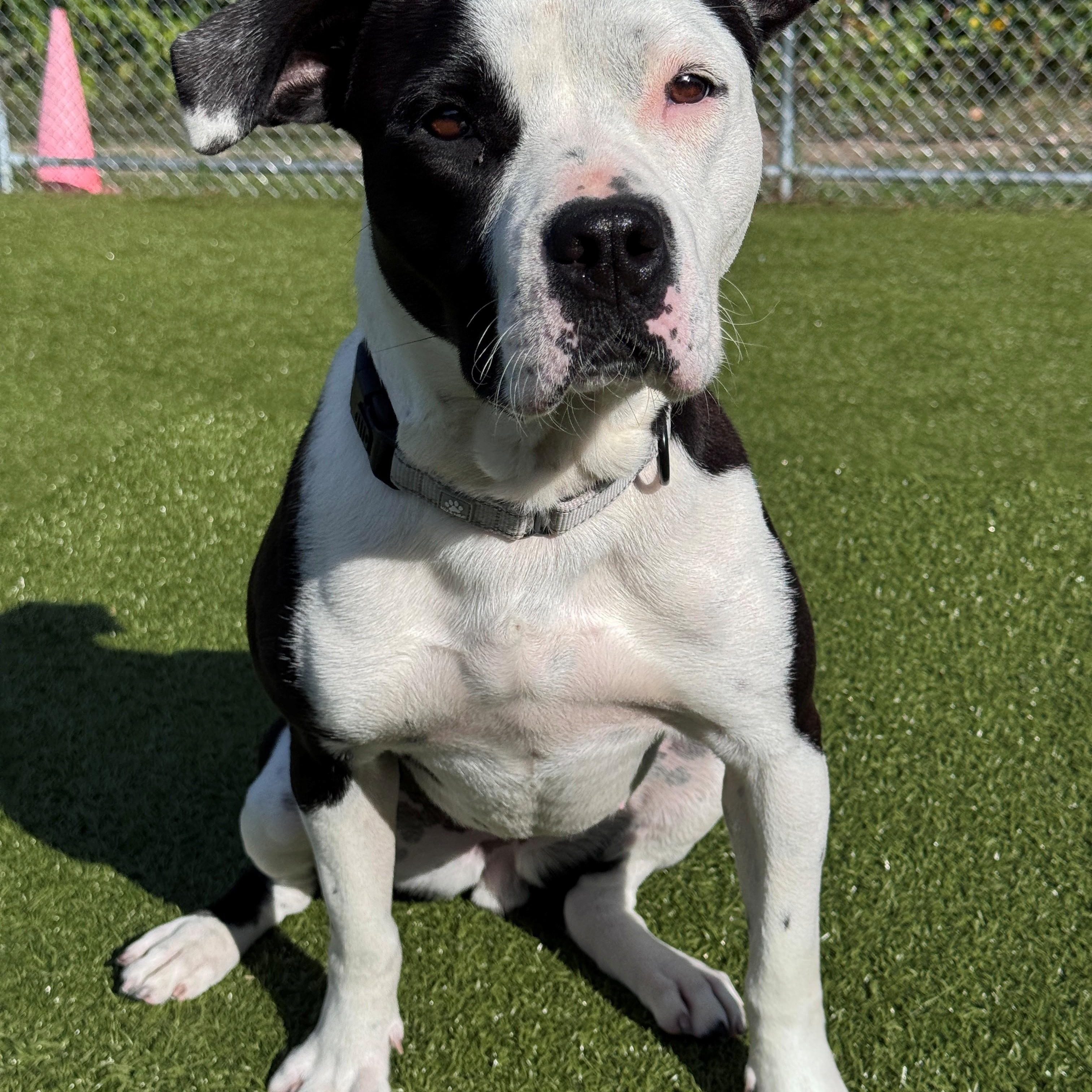 Enlarge Bella, a Adoptable Pit Bull Terrier in Hackensack, MN image 3/6