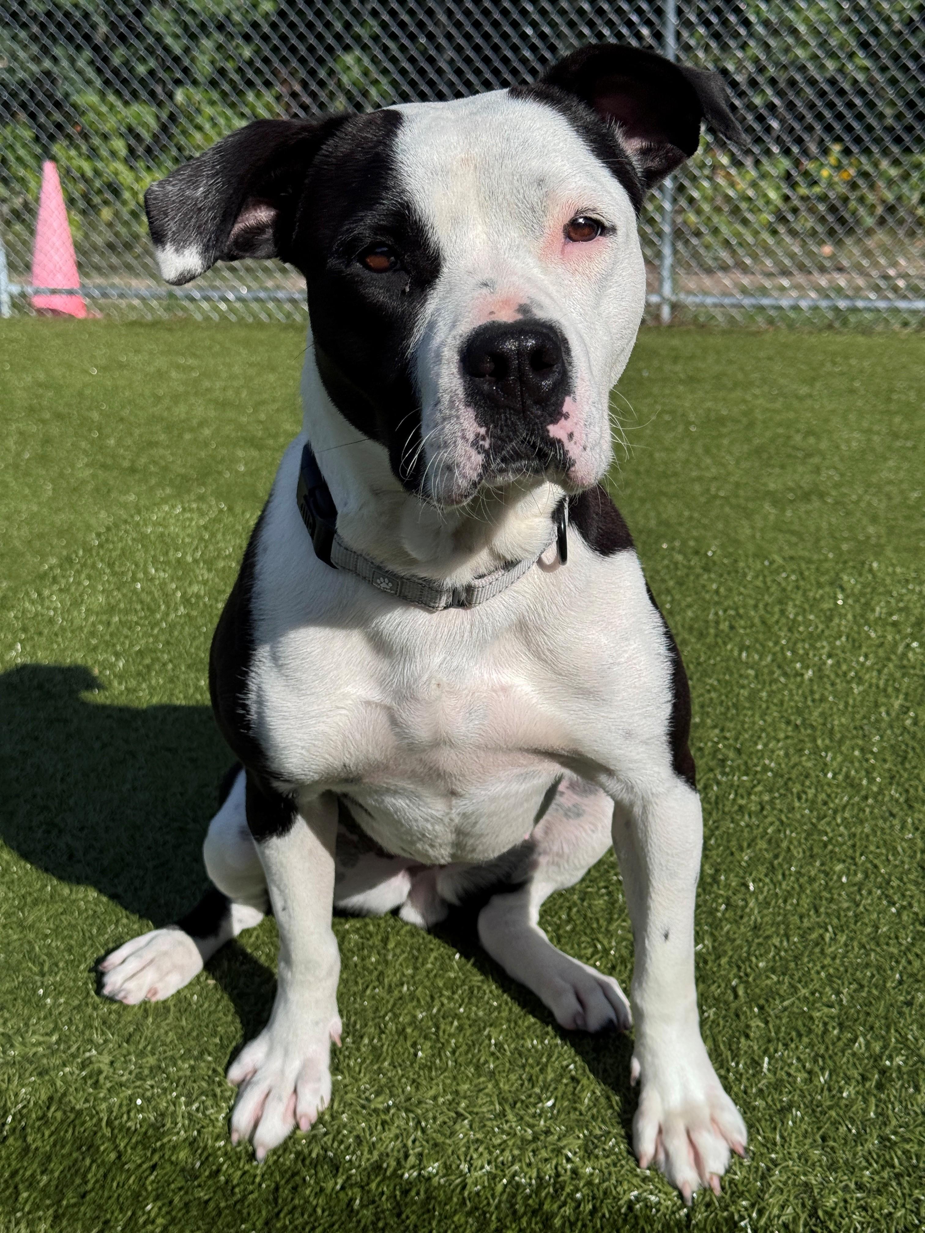 Enlarge Bella, a ADOPTABLE Pit Bull Terrier in Hackensack, MN image 3/6