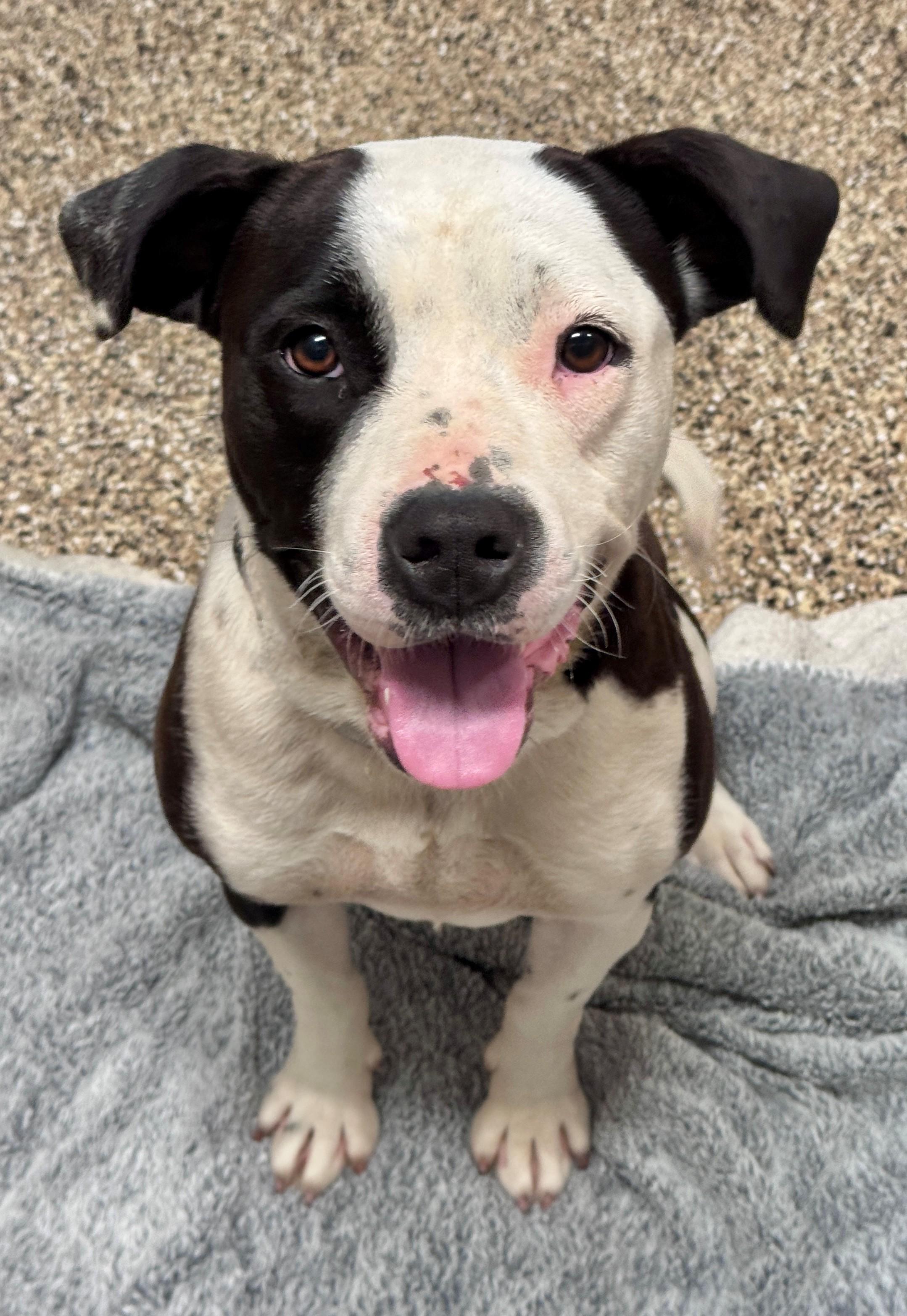 Bella, a ADOPTABLE Pit Bull Terrier in Hackensack, MN image 1/5