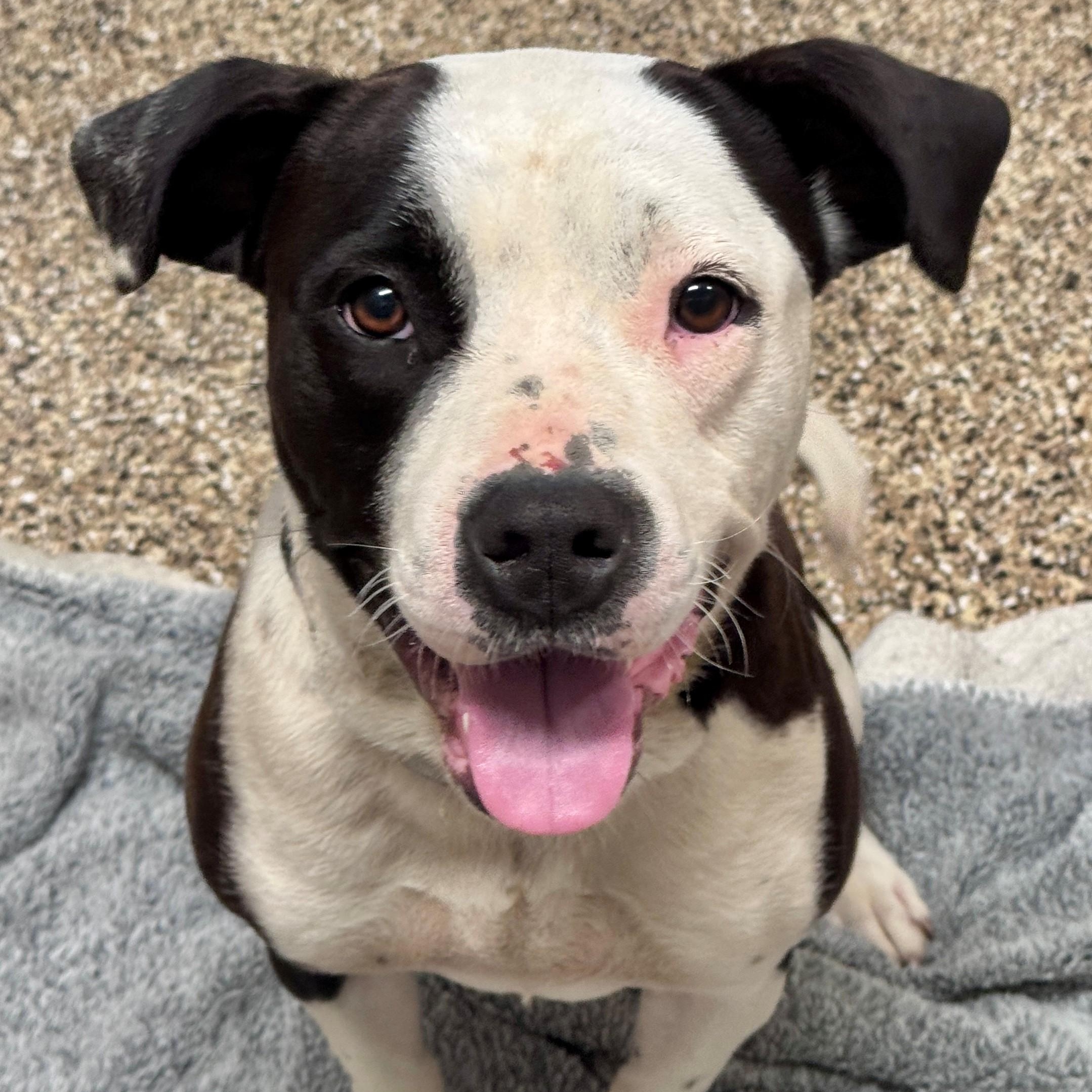 Enlarge Bella, a Adoptable Pit Bull Terrier in Hackensack, MN image 2/6