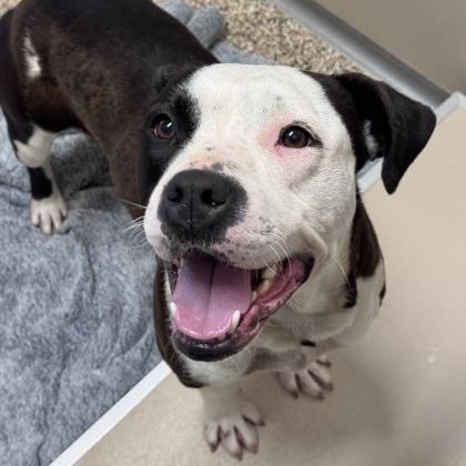 Enlarge Bella, a Adoptable Pit Bull Terrier in Hackensack, MN image 6/6