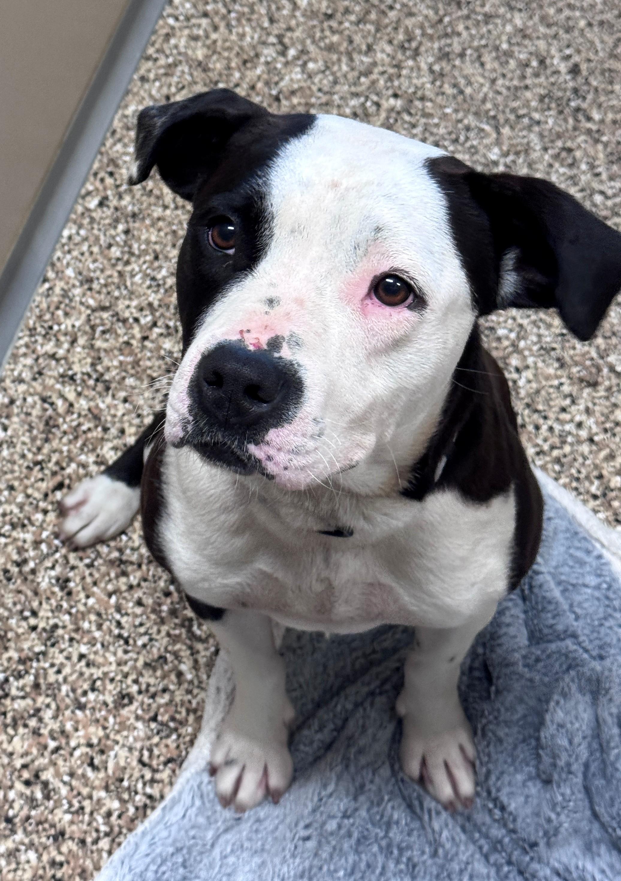 Bella, a ADOPTABLE Pit Bull Terrier in Hackensack, MN image 5/5