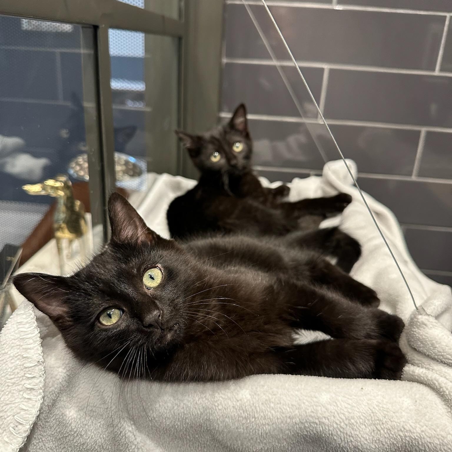 Enlarge Stretch and Crunch, a ADOPTABLE mixed breed in Hamilton, ON image 1/1