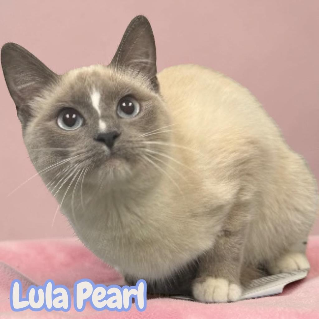 Enlarge Lula Pearl, a Adopted Siamese in Sorrento, LA image 2/2