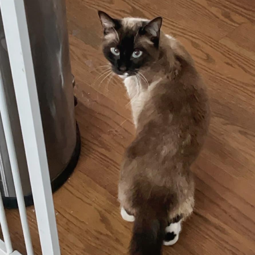 Enlarge Minnow, a ADOPTABLE Snowshoe in New York, NY image 5/5