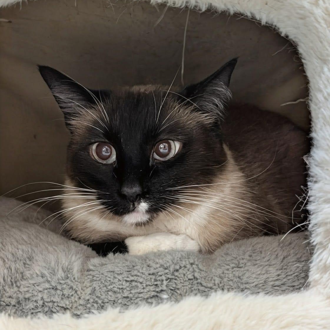 Enlarge Minnow, a ADOPTABLE Snowshoe in New York, NY image 4/5