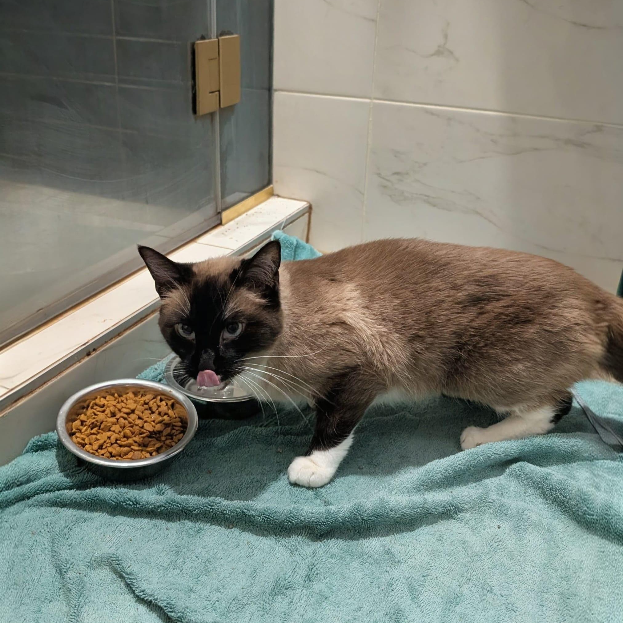 Enlarge Minnow, a ADOPTABLE Snowshoe in New York, NY image 3/5