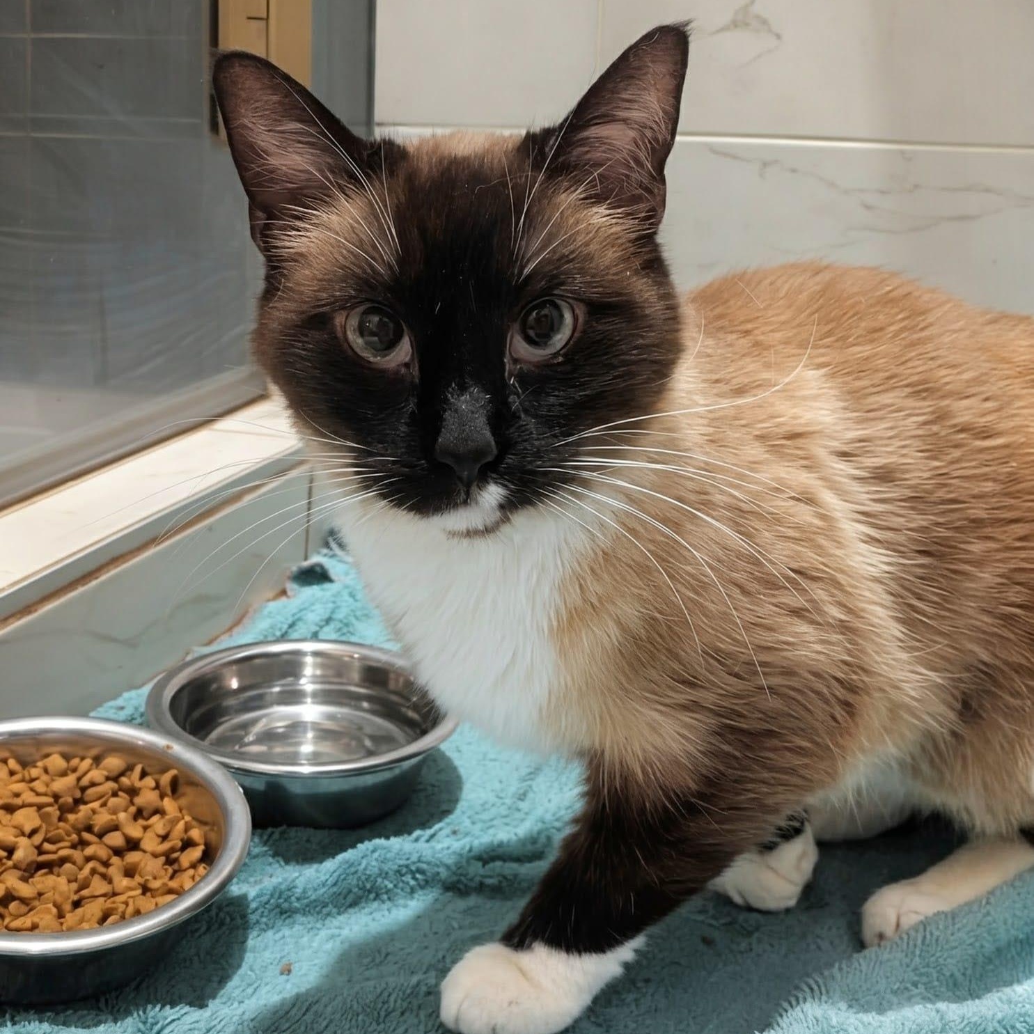 Enlarge Minnow, a ADOPTABLE Snowshoe in New York, NY image 1/5