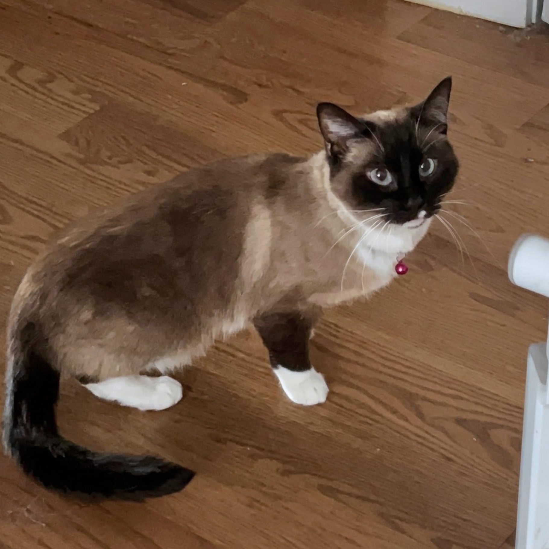Enlarge Minnow, a ADOPTABLE Snowshoe in New York, NY image 2/5