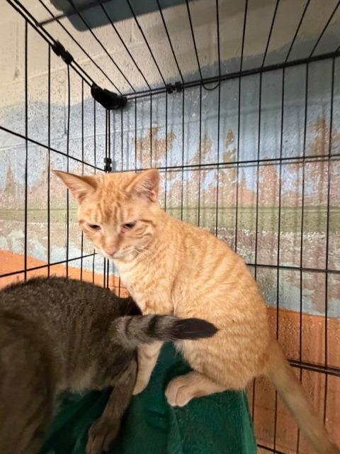Enlarge Purrhe, a Adoptable mixed breed in Ada, OK image 1/6