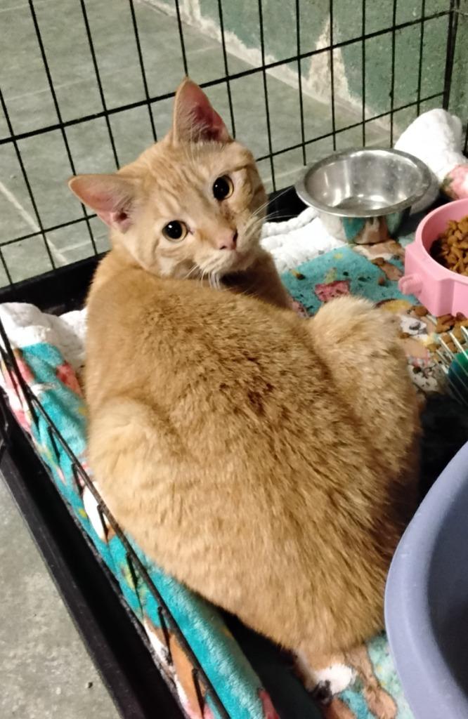 Purrhe, a Adoptable mixed breed in Ada, OK image 2/6