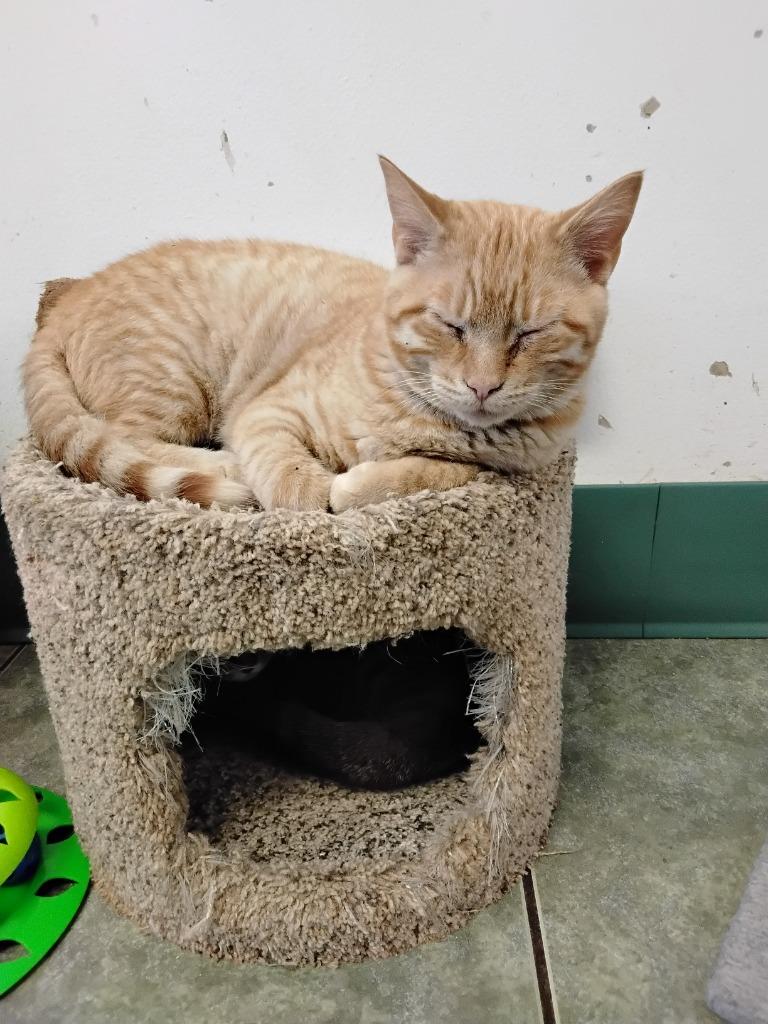 Enlarge Purrhe, a Adoptable mixed breed in Ada, OK image 2/6