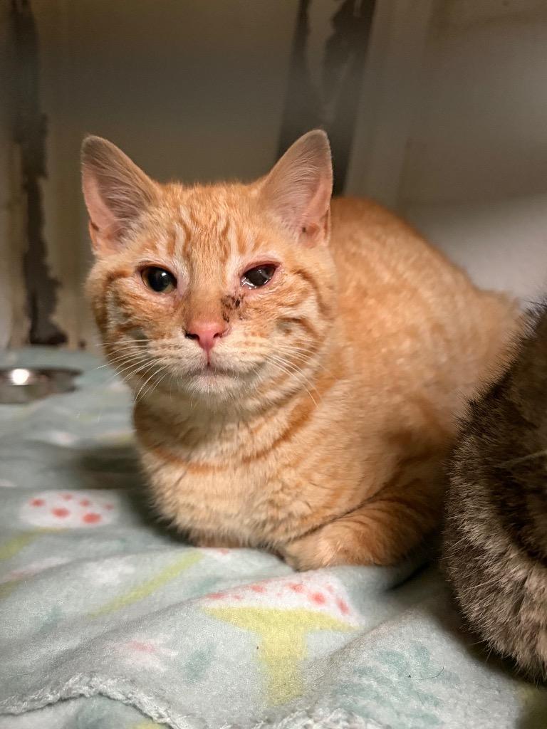 Enlarge Purrhe, a Adoptable mixed breed in Ada, OK image 3/6