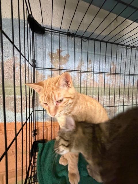 Enlarge Purrhe, a Adoptable mixed breed in Ada, OK image 4/6