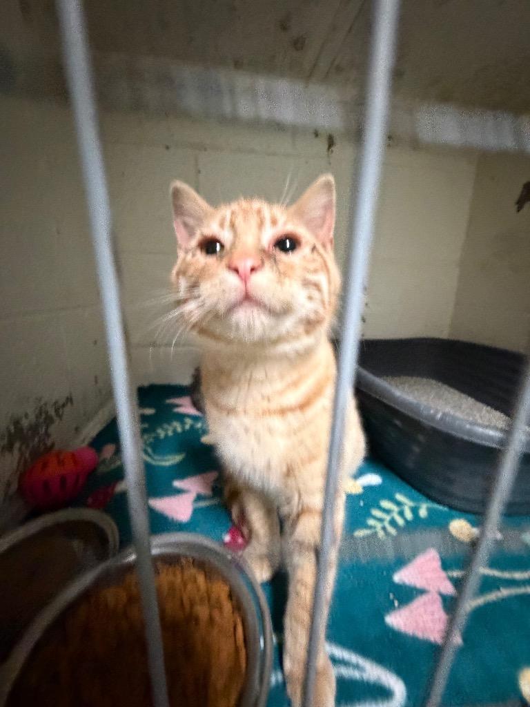 Enlarge Purrhe, a Adoptable mixed breed in Ada, OK image 5/6