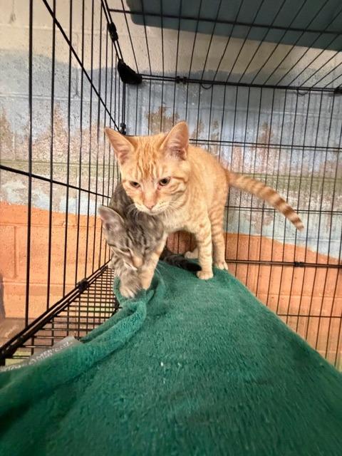 Enlarge Purrhe, a Adoptable mixed breed in Ada, OK image 6/6