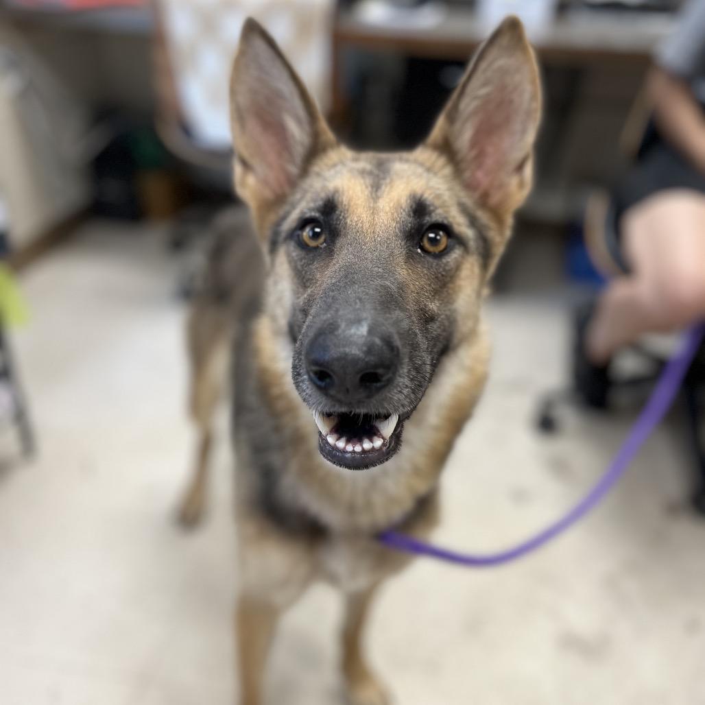 Enlarge Shiloh, a Adoptable mixed breed in Caryville, TN image 1/6