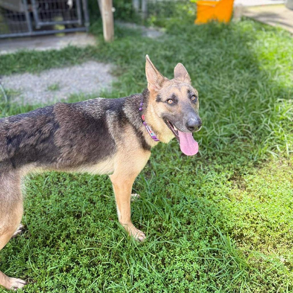 Enlarge Shiloh, a Adoptable mixed breed in Caryville, TN image 3/6