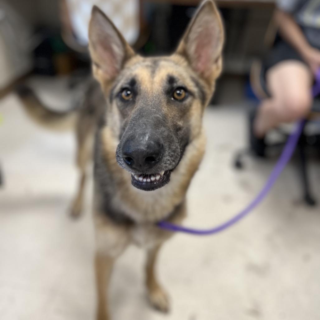 Enlarge Shiloh, a Adoptable mixed breed in Caryville, TN image 4/6