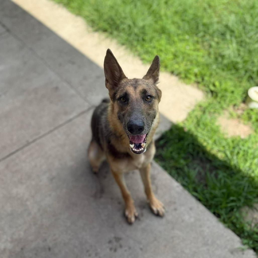 Enlarge Shiloh, a Adoptable mixed breed in Caryville, TN image 5/6