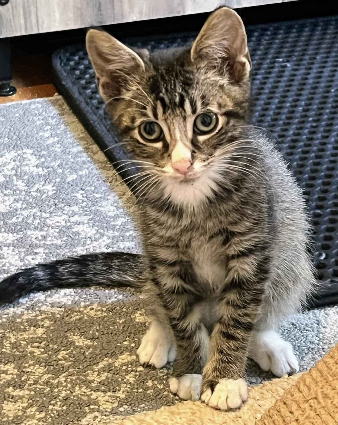 Roo, a Adoptable Domestic Short Hair in Allentown, NJ image 3/3