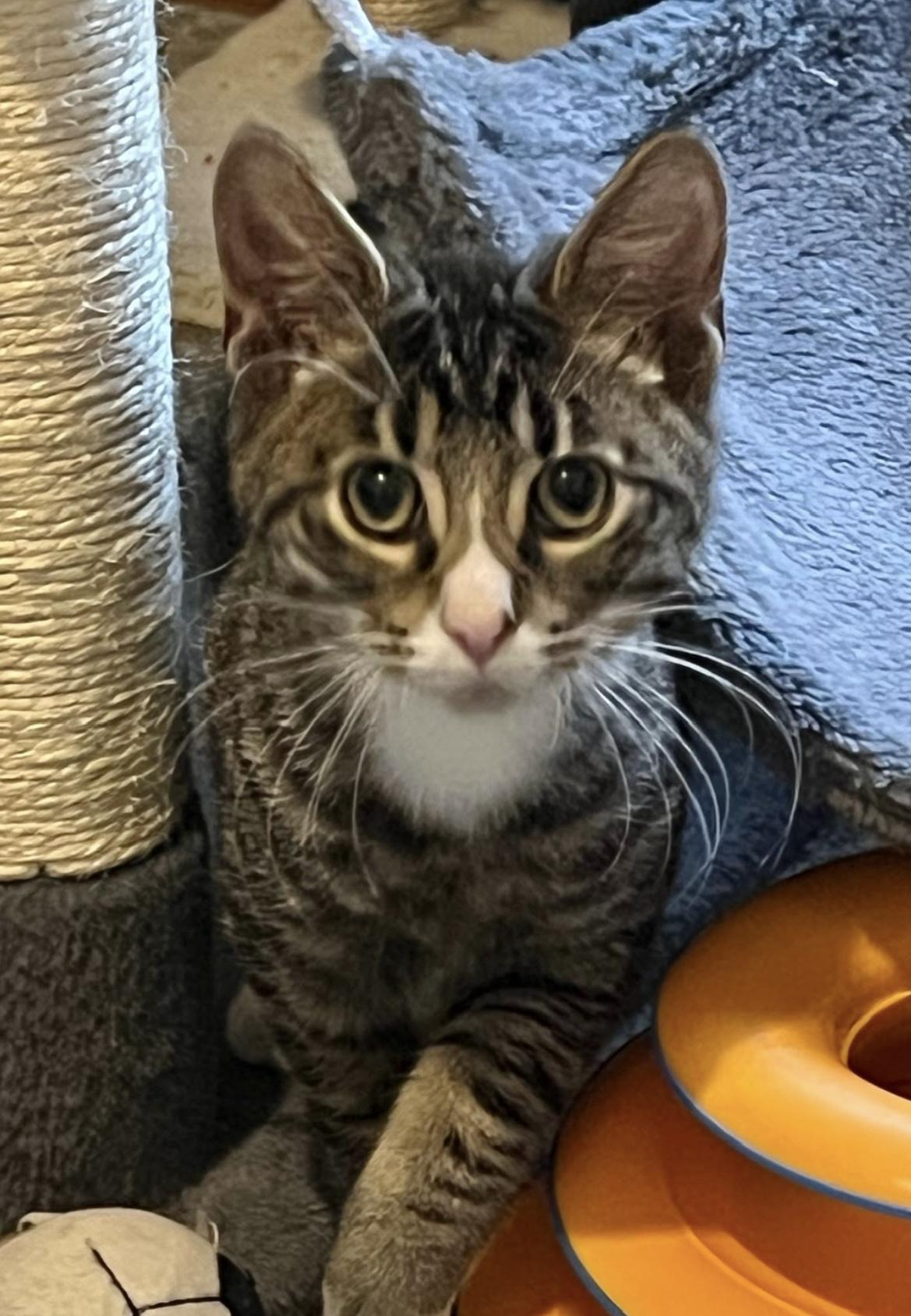 Roo, a Adoptable Domestic Short Hair in Allentown, NJ image 1/3