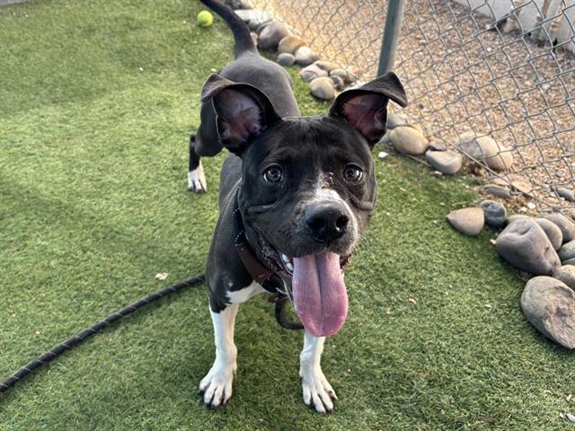 Enlarge FAITH, a Adoptable mixed breed in Phoenix, AZ image 1/1