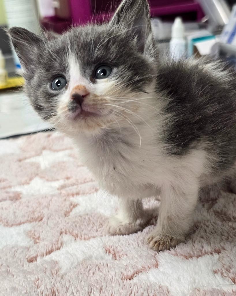 Vallois, Adoptable, Kitten Female Domestic Short Hair.