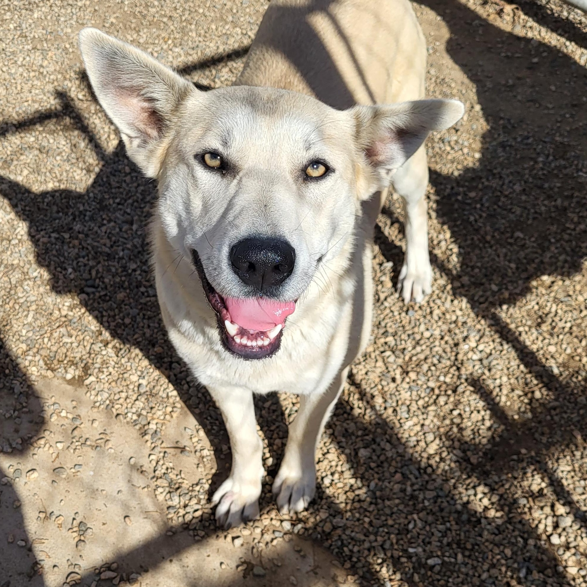 Carmen, Adoptable, Adult Female German Shepherd Dog & Husky.
