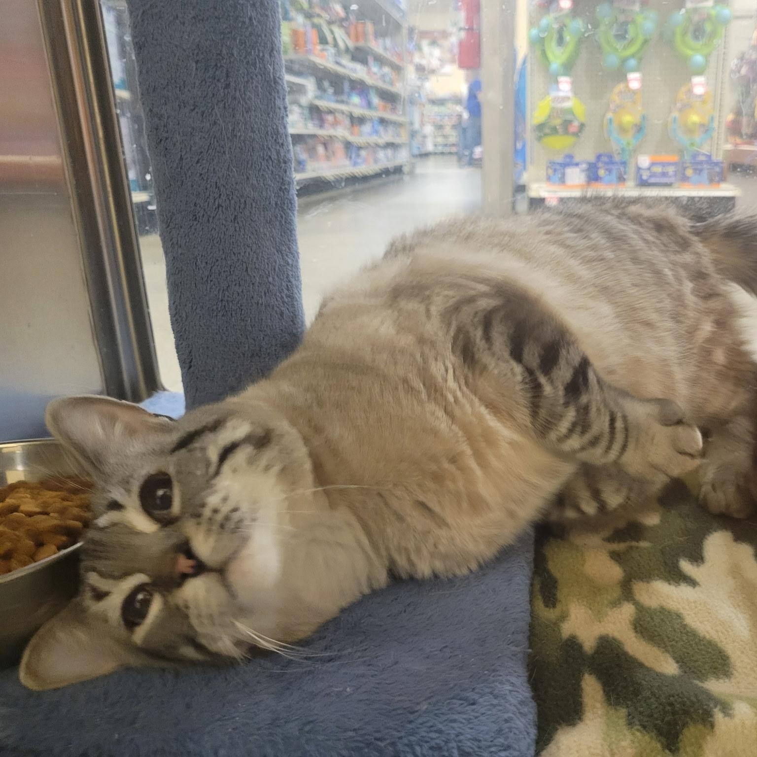 Mona Lisa , ADOPTABLE, Adult Female Domestic Short Hair.