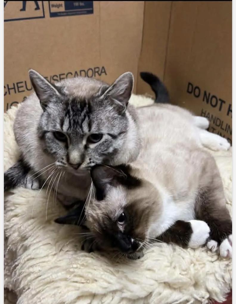 Enlarge Mona Lisa , a ADOPTABLE Domestic Short Hair in Missoula, MT image 3/4