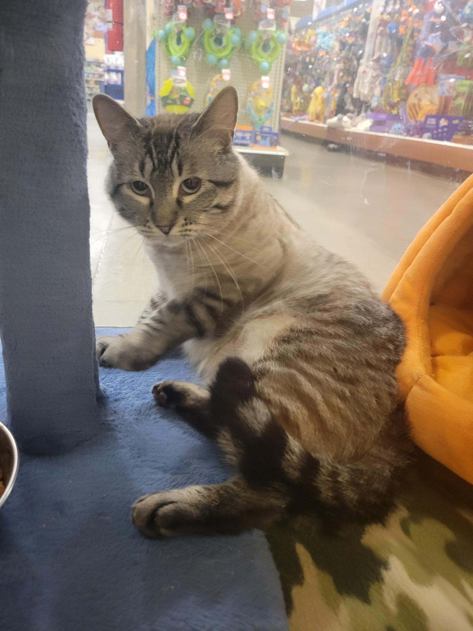 Enlarge Mona Lisa , a ADOPTABLE Domestic Short Hair in Missoula, MT image 2/4