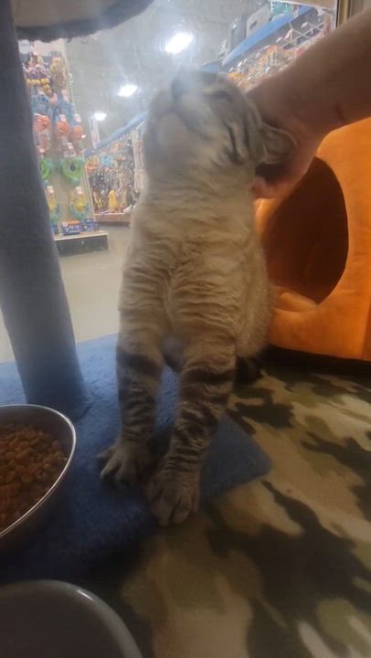 Enlarge Mona Lisa , a ADOPTABLE Domestic Short Hair in Missoula, MT video 4/4