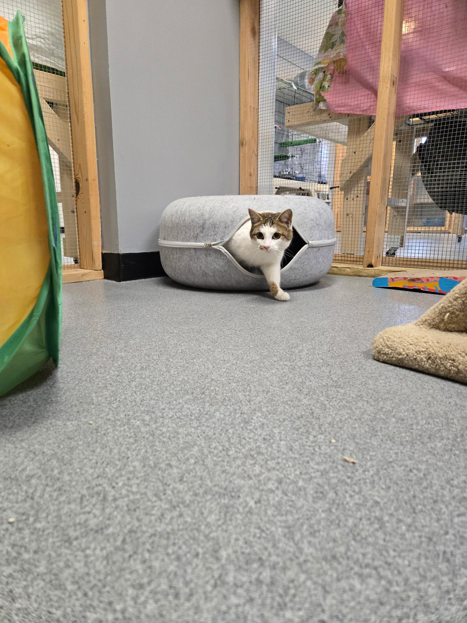 Enlarge Josie, a ADOPTABLE Domestic Short Hair in Chisholm, MN image 2/6