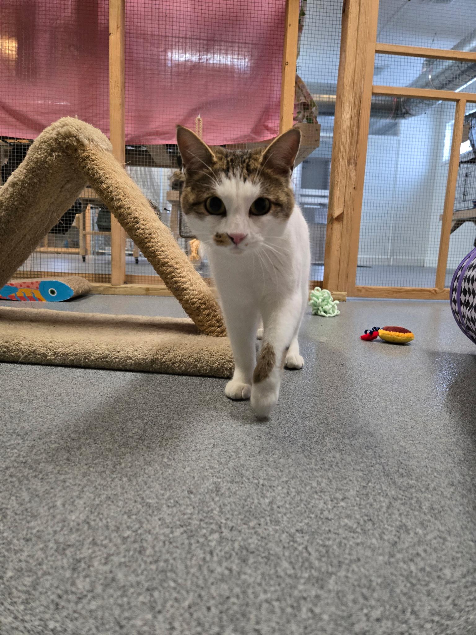 Enlarge Josie, a ADOPTABLE Domestic Short Hair in Chisholm, MN image 6/6