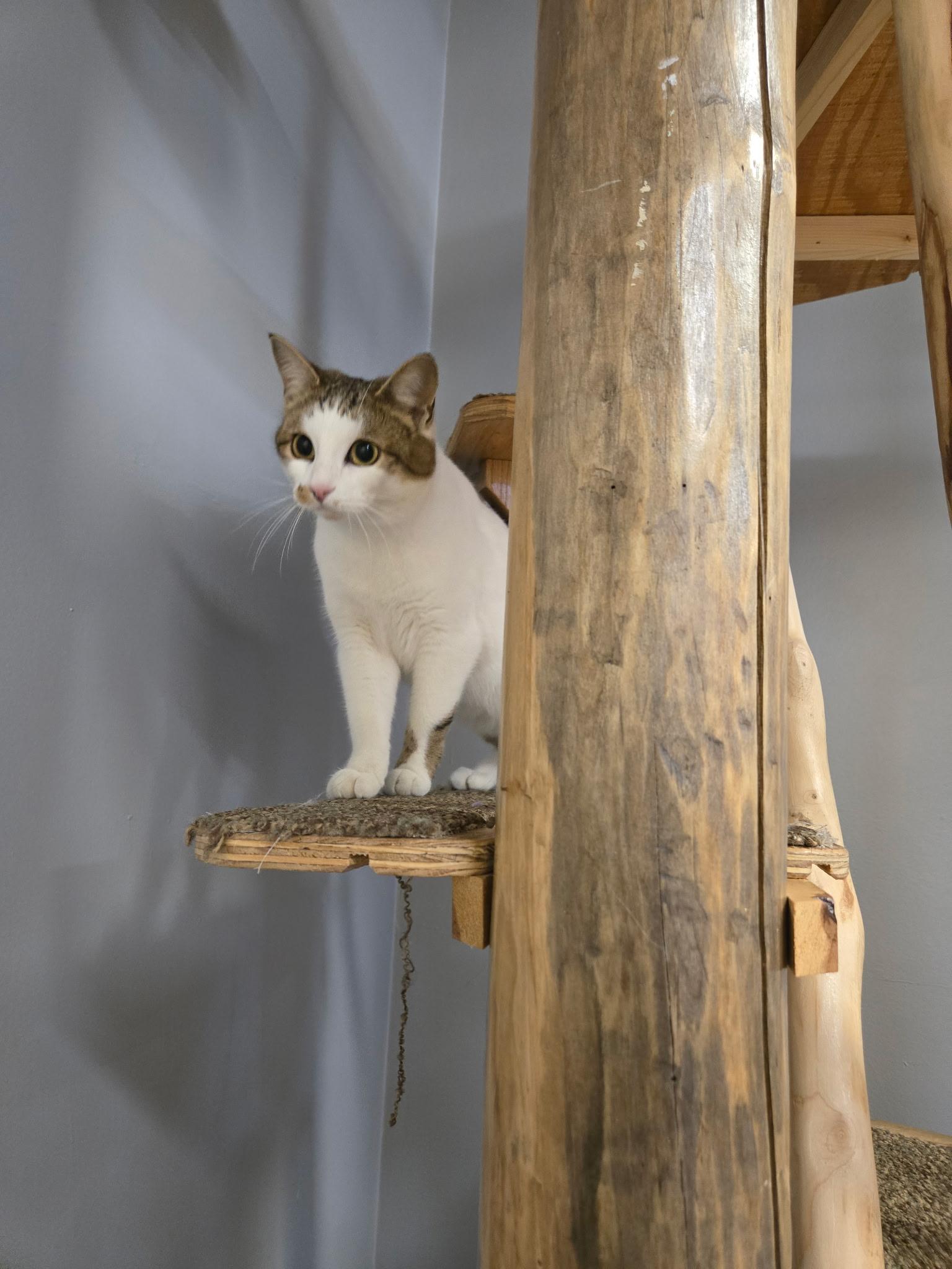 Enlarge Josie, a ADOPTABLE Domestic Short Hair in Chisholm, MN image 1/6