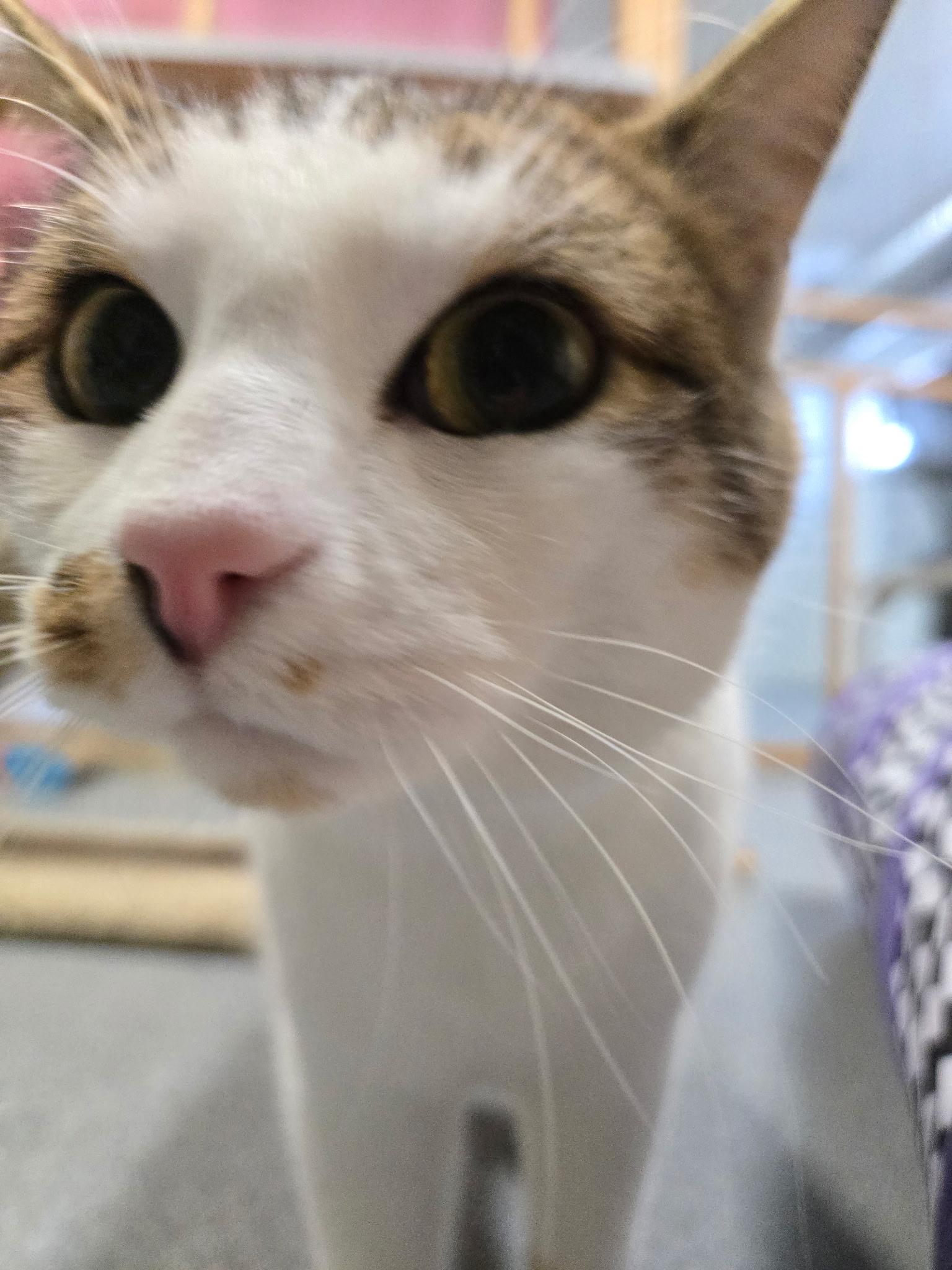 Enlarge Josie, a ADOPTABLE Domestic Short Hair in Chisholm, MN image 4/6